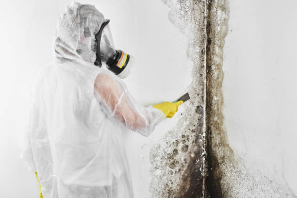 Best Mold Testing and Inspection Services in Bourg, LA