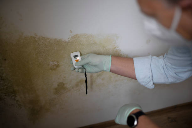 Best Emergency Mold Remediation in Bourg, LA